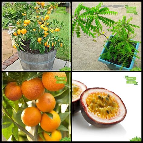 Creative Farmer Garden Seeds Combo Tree Seeds : Lemon Fruit, Curry ...