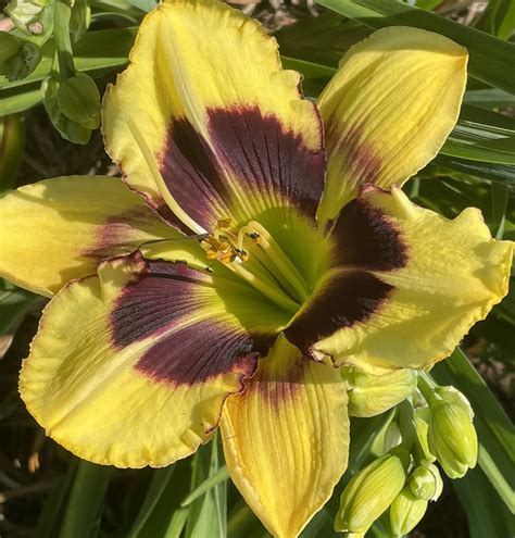 Stardreamer Daylilies - Tar and Feather*