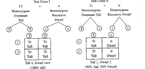 What is a test cross ? How does it differs from back cross
