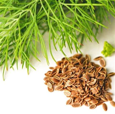 5g Soya Saag Dill Culinary Vegetables Seeds Pack For Your Home Plant ...