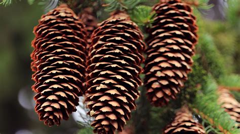 Wallpaper cones, needles, blur, macro hd, picture, image
