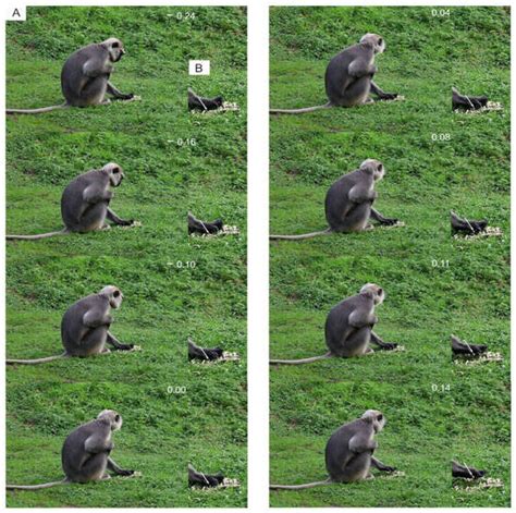 Studies of the Behavioral Sequences: The Neuroethological Morphology ...