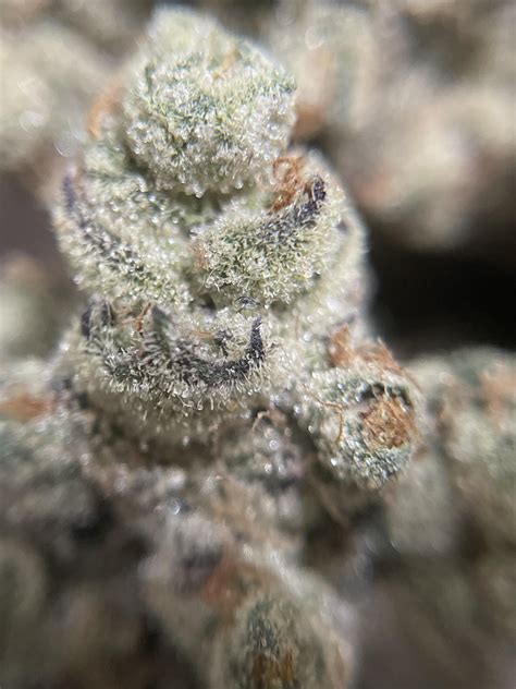 Grease monkey has become my favorite in this program. Absolutely ...