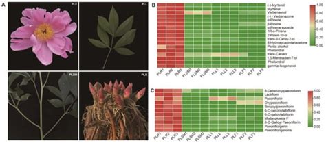 Functional Identification of the Terpene Synthase Family Involved in ...