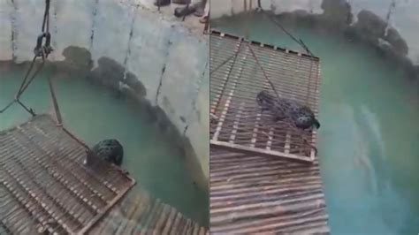 People in Odisha make a pulley to save cat from drowning. Viral video ...