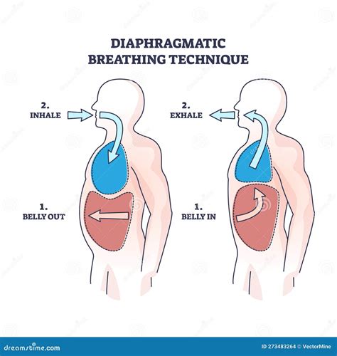 Diaphragmatic Breathing Technique With Inhale And Exhale Outline Diagram Vector Illustration ...