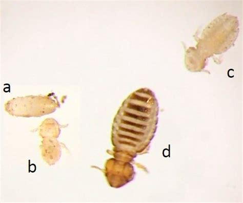Biology of Lice in Cattle - LiceBoss