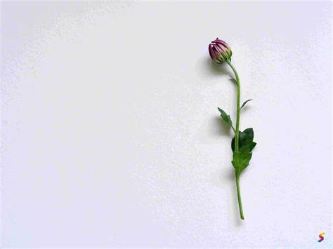 Define Simple, Simple Meaning, Simple Examples, Simple Synonyms, Simple ...