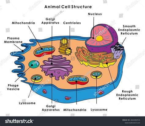 Biology Cell Structure 的图像结果
