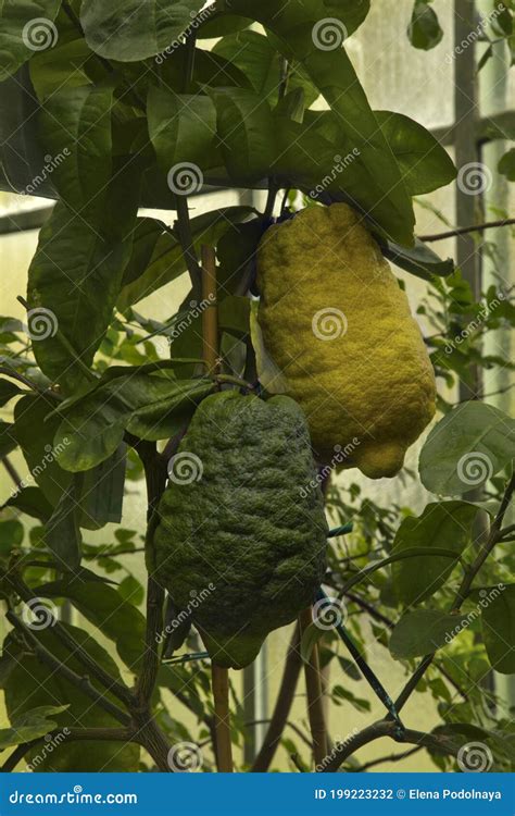 Citron Citrus Medica