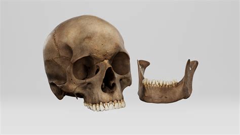 Realistic Human Skull 01 3D Model - TurboSquid 2120760