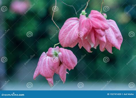 Beautiful Donna Flower in a Garden.Mussaenda Philippica`Queen Sirikit ...