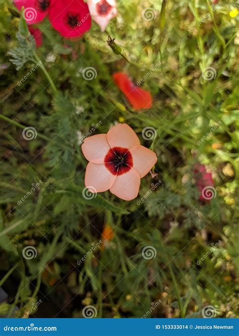 Capturing the Beauty of Flowers Stock Photo - Image of colours, flowers: 153333014