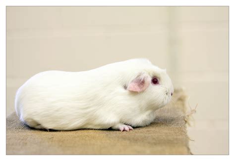 White Liquid Guinea Pig at Chad Thornton blog