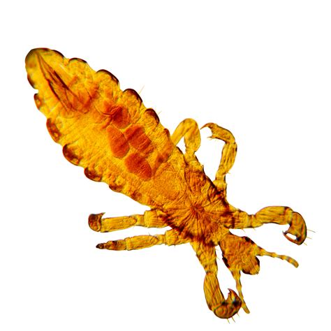 Lice vs. Ticks: Differences You Need to Know - Pest Control