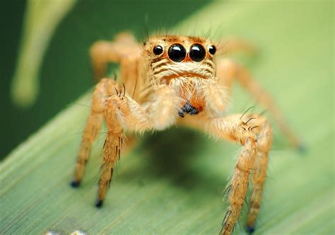 Image result for Spider Species Classification Using Machine Learning