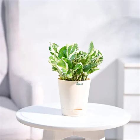 Money Plant N Joy With Krish Self Watering Pot – Giftech Global