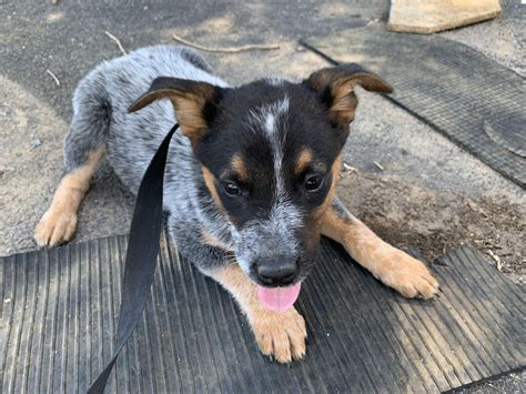 Australian Cattle Dog Puppies For Sale | Stanardsville, VA #303699