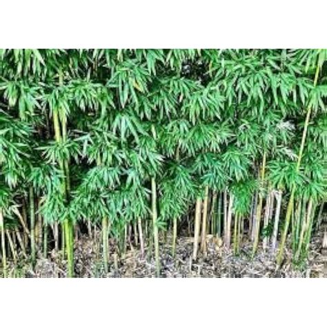 Generic Graceful Bamboo - Bambusa Textilis Gracilis India | Ubuy