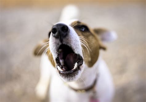 Dog Barking – ukdogwhisperer.com