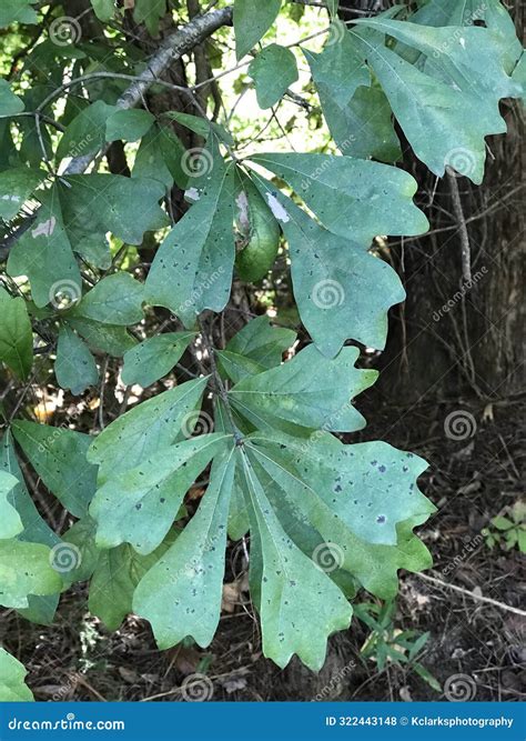 Water Oak Leaves - Quercus Nigra - Morgan County Alabama USA Stock ...