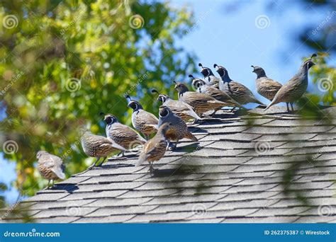 Covey of Crested Quails Perched on a Roof in San Luis Obispo ...