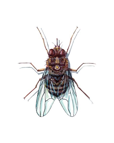Genus Of True Flies Crossword Clue