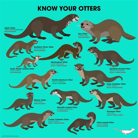 Know Your Otters: The 13 Species : r/Otters