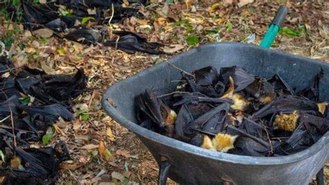 വവ്വാലുകൾ കൂട്ടത്തോടെ ചത്തു, നിപ, കൊവിഡ് രോഗങ്ങളുടെ ഉറവിടവുമായി ബന്ധം ...