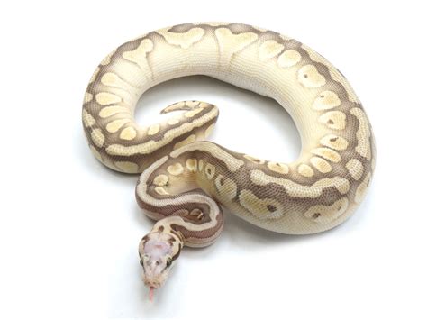 Image result for Ghost Clown Ball Python