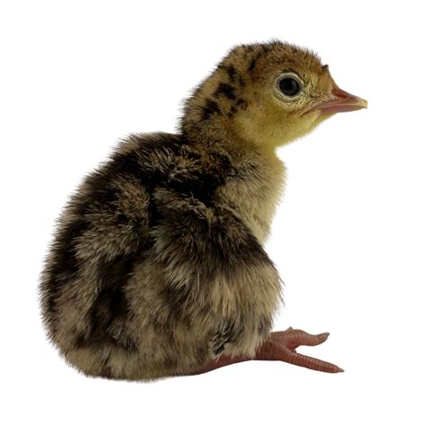 Narragansett Turkeys | Heritage Breed Turkey Poults for Sale | Metzer Farms