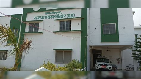 सीहोर में बाघ और तेंदुओं का बढ़ा कुनबा, टाइगर रिजर्व बनाने की कवायद ...