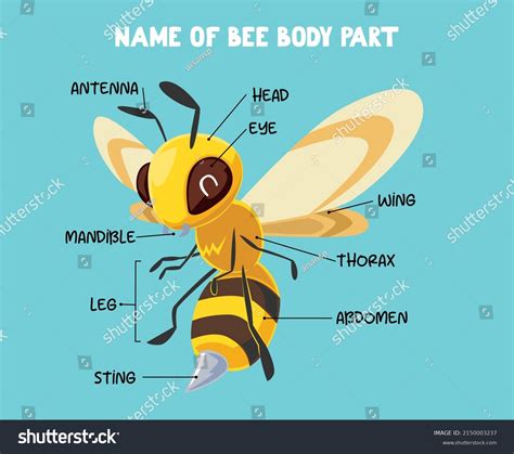 1,248 Bee Body Parts Images, Stock Photos & Vectors | Shutterstock