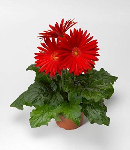 Qadplants Gerbera Live Plant Red Color Include The Pot : Amazon.in ...