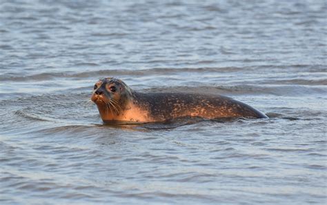Seal In Water