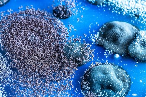 Colonies of mold growing on petri dish with blue agar | Premium Photo