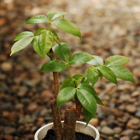 Buy Pachira Bonsai Plant, Money Tree online from Nursery Kart