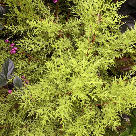 "Goldcrest" Lemon Cypress Tree Care Guide | Plantly