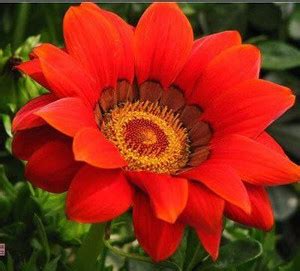 CYBEXIS Gazania Sunflower Medal Daisy Species Seed Price in India - Buy ...