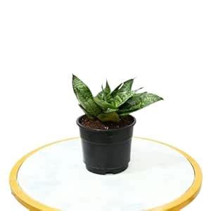 Ourplant Table Plant Sansevieria Green,Air Purifying Mini Snake Hahnii ...
