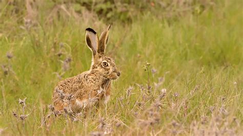 Exploring the Spanish Wildlife and Its 11 Emblematic Animals