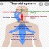 Which statement is not true about Thyroxin ? options :- (a) Iron is ...