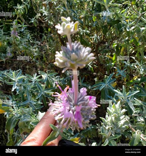 purple sage (Salvia leucophylla) Plantae Stock Photo - Alamy