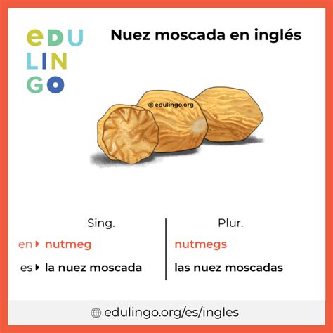 Nuez moscada en inglés • Escritura y pronunciación (con imágenes)
