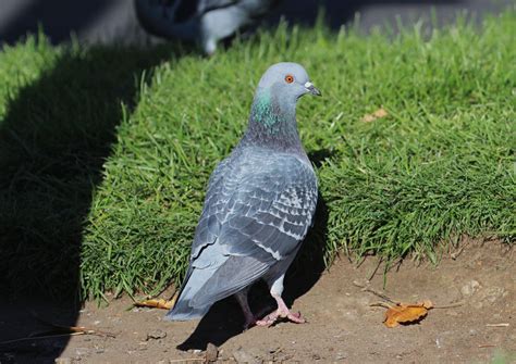 What Does A Rock Pigeon Look Like at Faith Tart blog