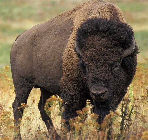 Animals Of North America