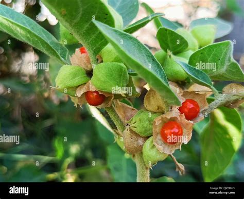 Withania somnifera, ashwagandha plant, winter cherry, indian gooseberry ...