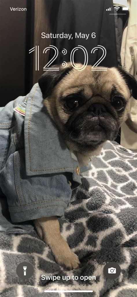Lock Screen Pug! : r/pugs