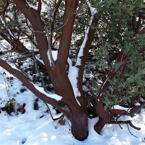 inaja Memorial Picnic Sight, Julian - Tripadvisor