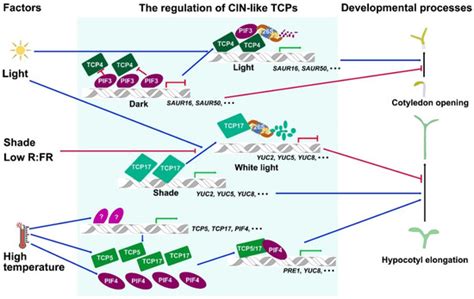 IJMS | Special Issue : Molecular Mechanisms of Leaf Morphogenesis